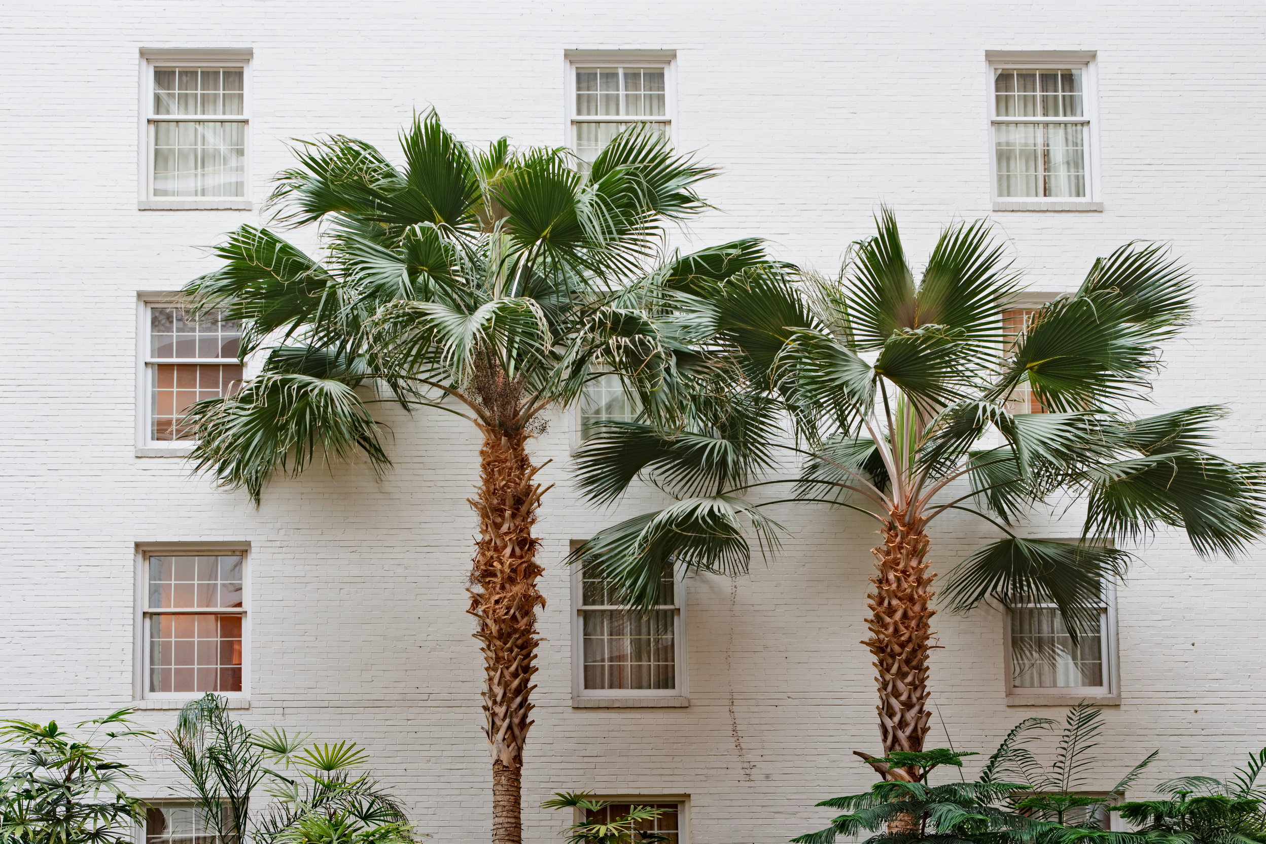 Palm trees on a white wall